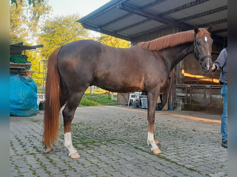 Westfaliano Castrone 3 Anni 165 cm Sauro scuro in Sinzheim