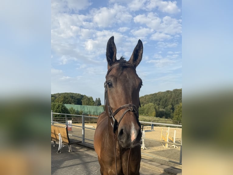 Westfaliano Castrone 3 Anni 166 cm Baio in Witten