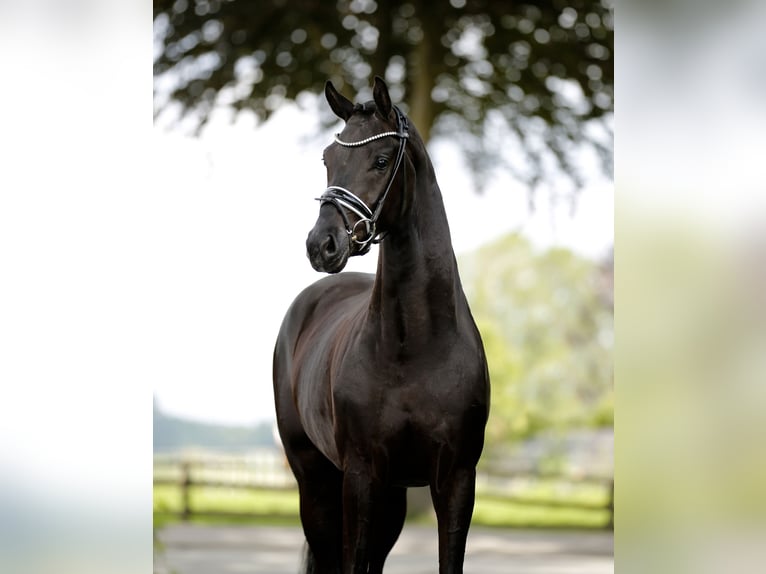 Westfaliano Castrone 3 Anni 166 cm Morello in Vechta