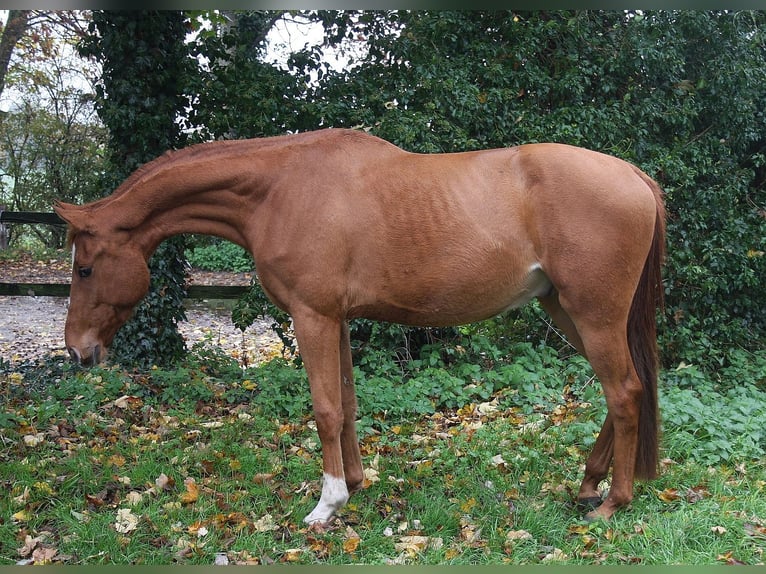 Westfaliano Castrone 3 Anni 166 cm Sauro in Wesel