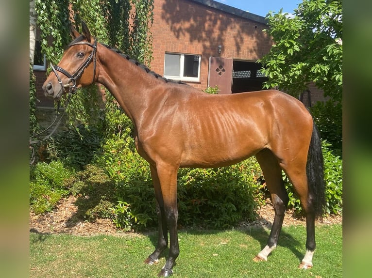 Westfaliano Castrone 3 Anni 167 cm Baio in Hopsten