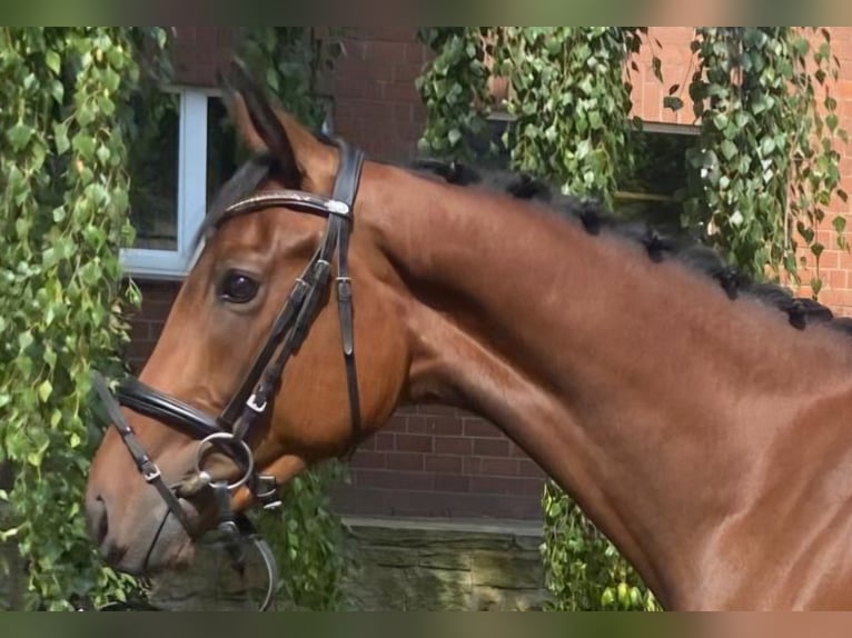 Westfaliano Castrone 3 Anni 167 cm Baio in Hopsten