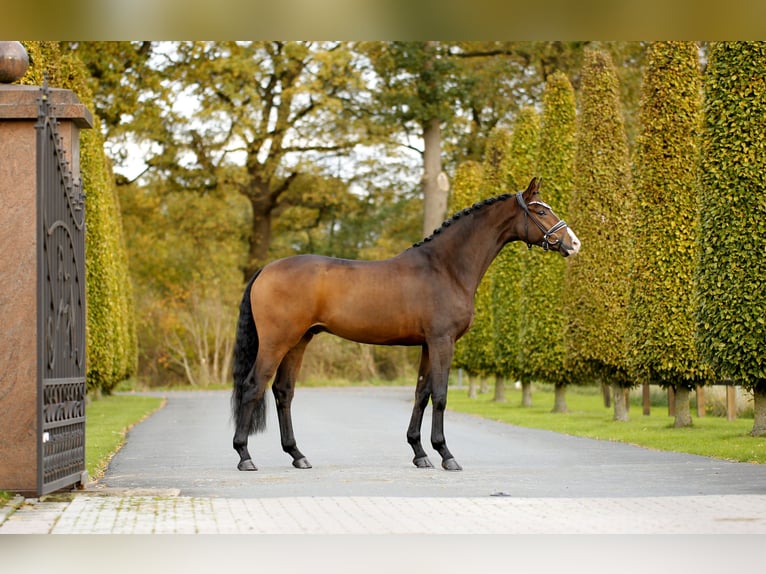 Westfaliano Castrone 3 Anni 167 cm Baio in Steinfurt