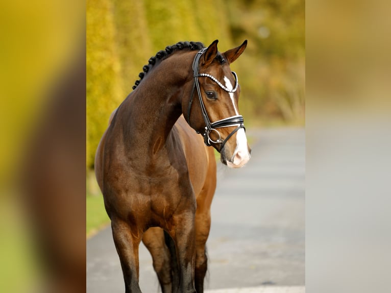 Westfaliano Castrone 3 Anni 167 cm Baio in Steinfurt