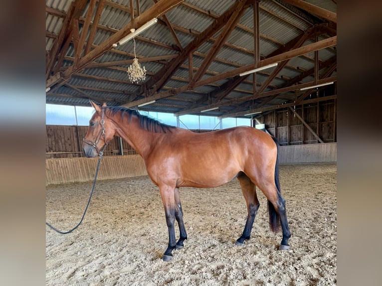 Westfaliano Castrone 3 Anni 167 cm Baio in Dornburg