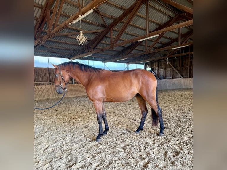 Westfaliano Castrone 3 Anni 167 cm Baio in Dornburg