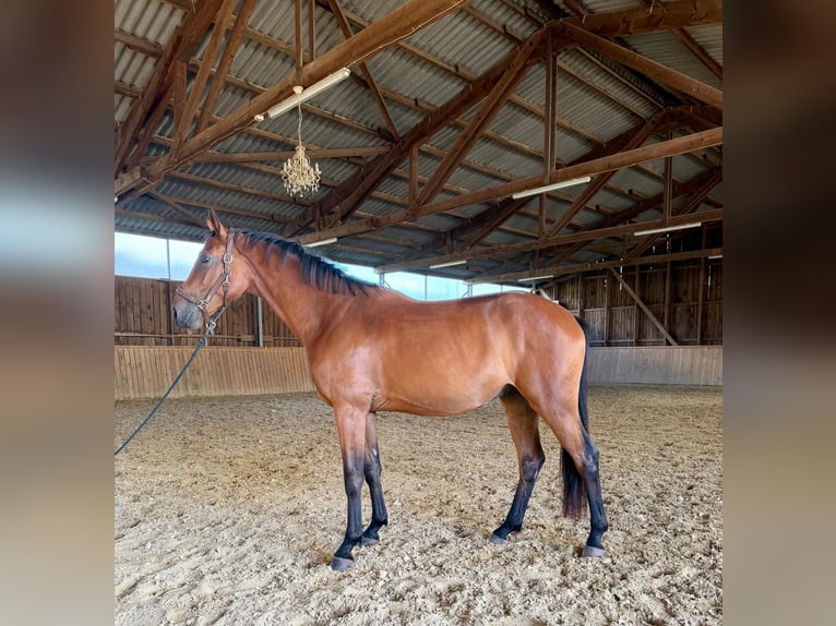 Westfaliano Castrone 3 Anni 167 cm Baio in Dornburg