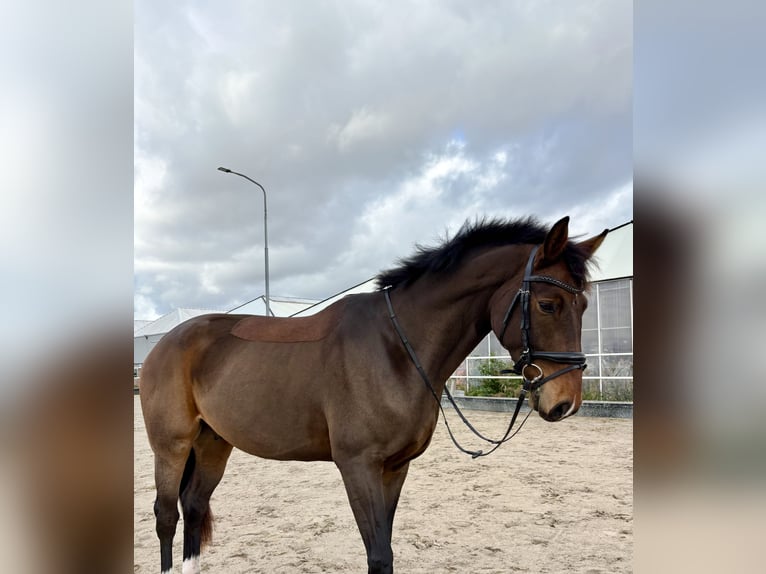 Westfaliano Mix Castrone 3 Anni 167 cm Baio scuro in Aalsmeer