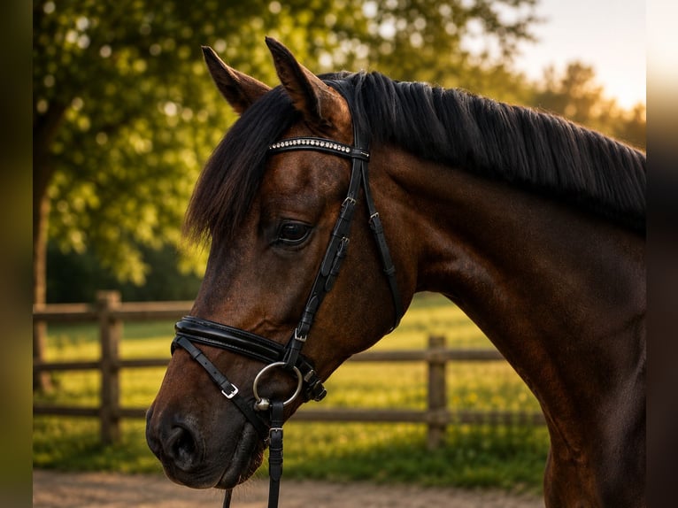 Westfaliano Castrone 3 Anni 167 cm  in Rietberg