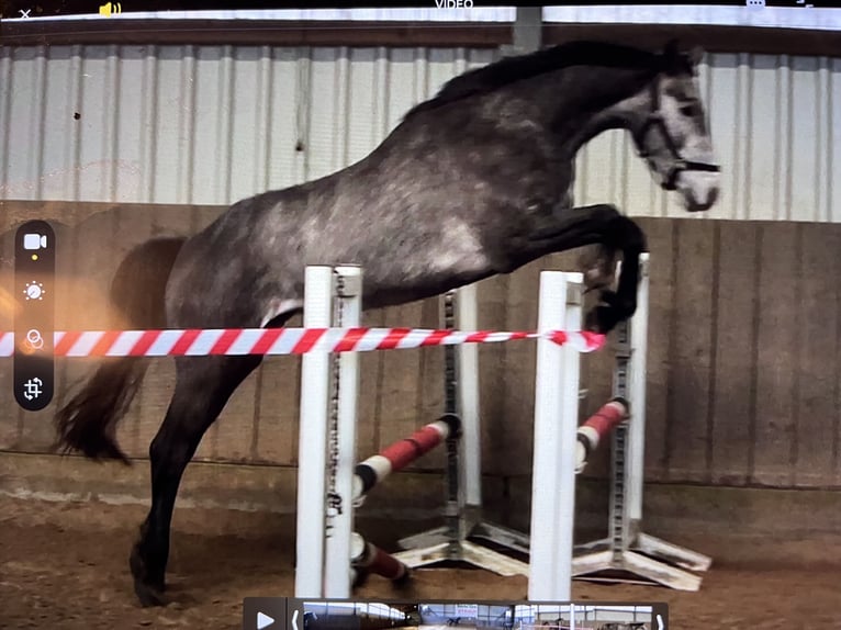 Westfaliano Castrone 3 Anni 167 cm Grigio in Bassum