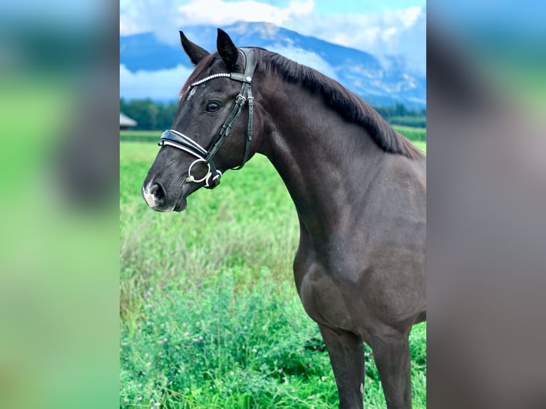 Westfaliano Castrone 3 Anni 167 cm Morello in Luterbach