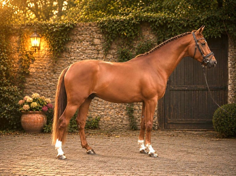 Westfaliano Castrone 3 Anni 167 cm Sauro in Pulheim