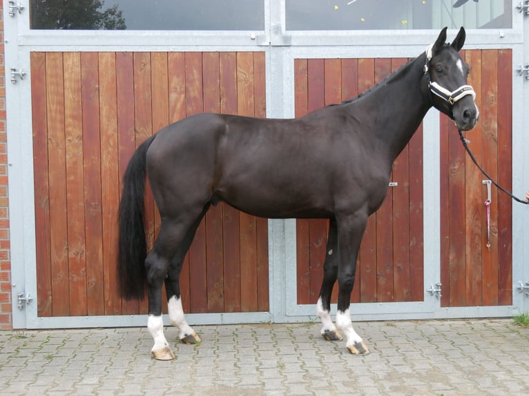 Westfaliano Castrone 3 Anni 168 cm Morello in Dorsten