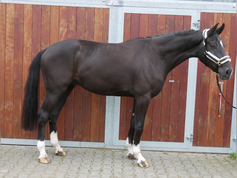 Westfaliano Castrone 3 Anni 168 cm Morello in Dorsten