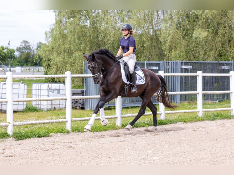 Westfaliano Castrone 3 Anni 168 cm Può diventare grigio in Ebreichsdorf