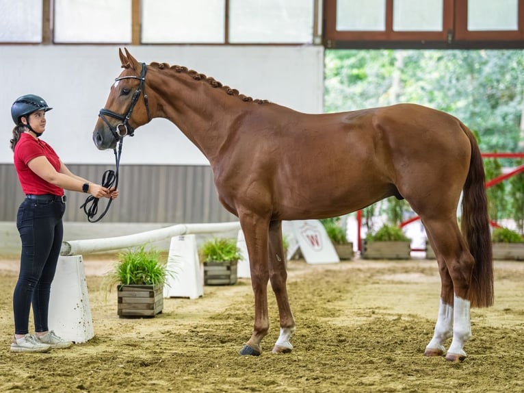Westfaliano Castrone 3 Anni 168 cm Sauro in Mnster-Handorf