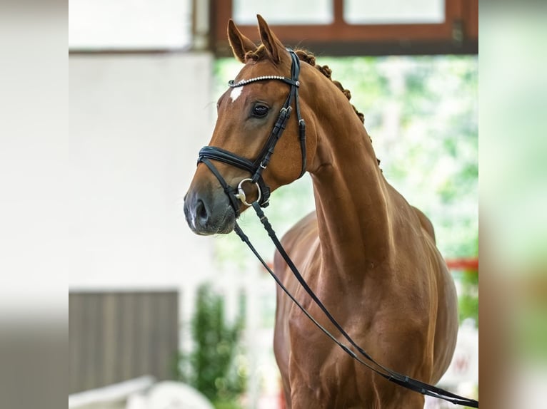 Westfaliano Castrone 3 Anni 168 cm Sauro in Mnster-Handorf