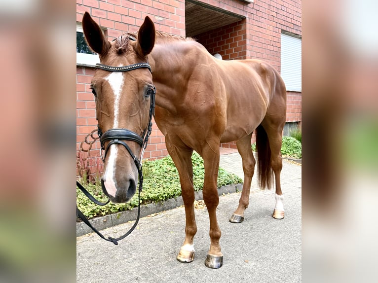 Westfaliano Castrone 3 Anni 168 cm Sauro in Bawinkel