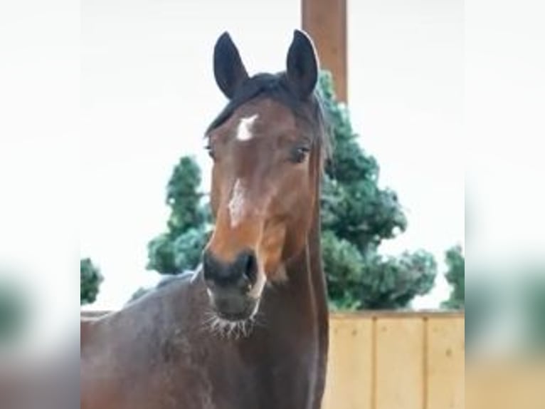 Westfaliano Castrone 3 Anni 169 cm Baio in Dorsten