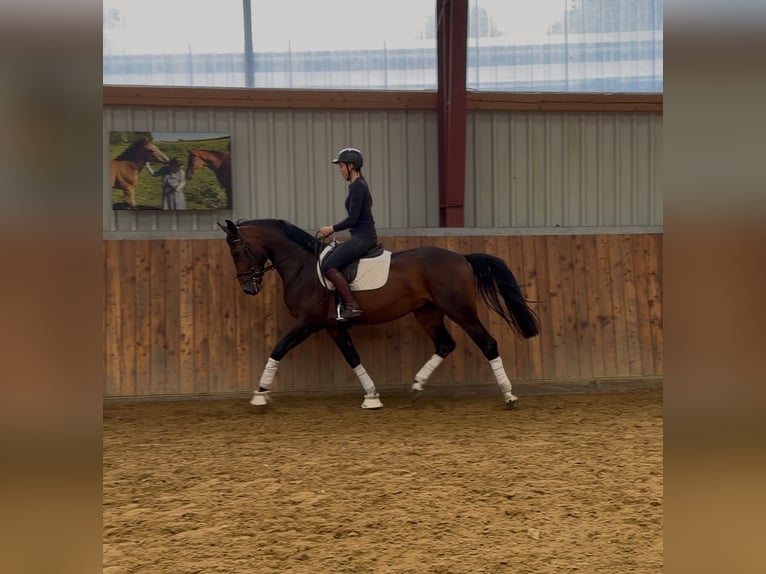Westfaliano Castrone 3 Anni 169 cm Baio scuro in Friedrichsholm