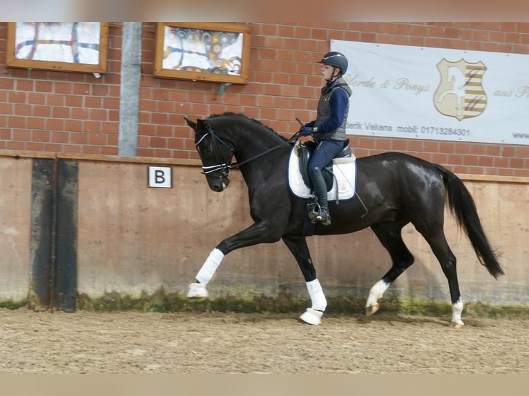 Westfaliano Castrone 3 Anni 169 cm Morello in Paderborn