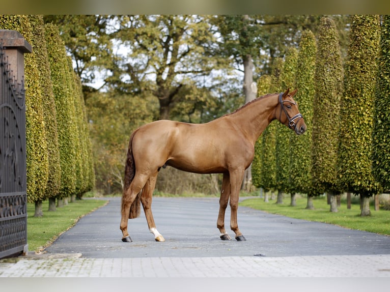 Westfaliano Castrone 3 Anni 169 cm Sauro in Steinfurt