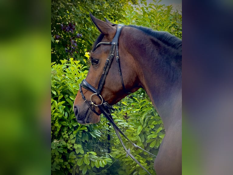 Westfaliano Castrone 3 Anni 170 cm Baio in Castrop-Rauxelcastrop-Rauxel