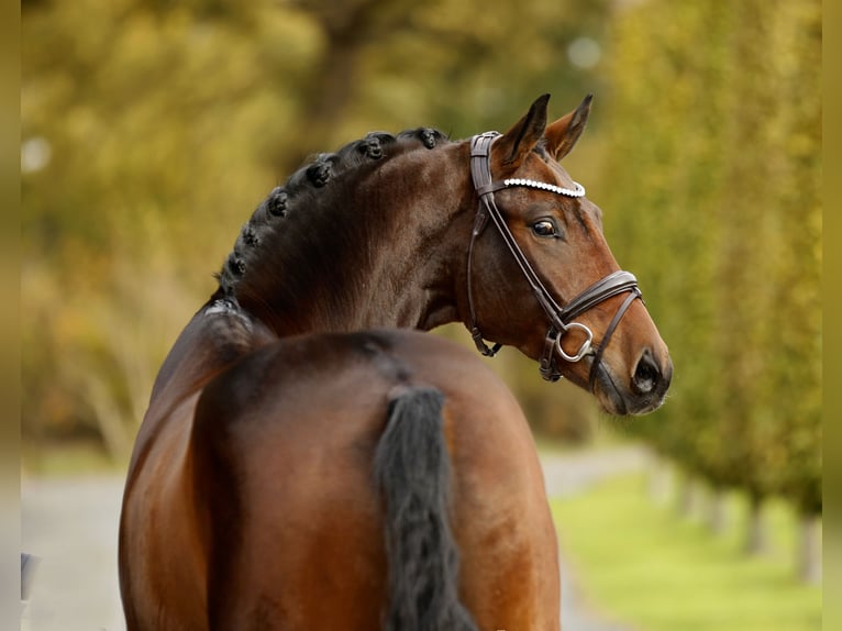 Westfaliano Castrone 3 Anni 170 cm Baio in Steinfurt