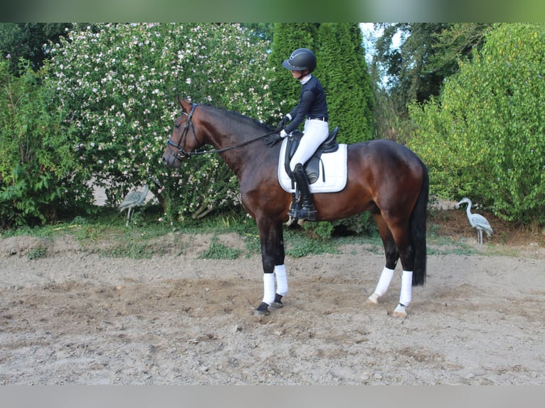 Westfaliano Castrone 3 Anni 170 cm Baio in Goch
