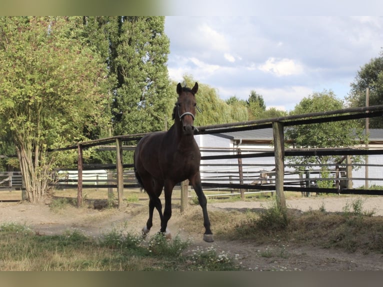 Westfaliano Castrone 3 Anni 170 cm Baio in Goch