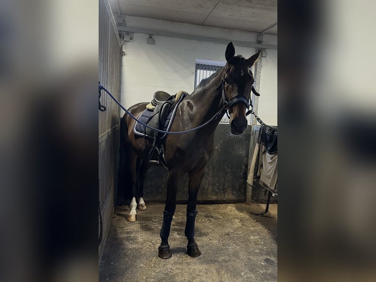 Westfaliano Castrone 3 Anni 170 cm Baio scuro in Gütersloh