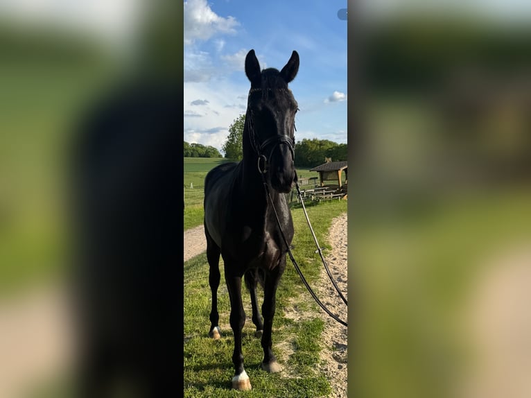 Westfaliano Castrone 3 Anni 170 cm in Georgsmarienhütte