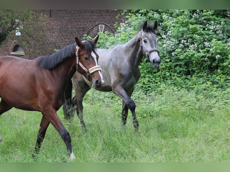 Westfaliano Castrone 3 Anni 170 cm Grigio trotinato in Wuppertal