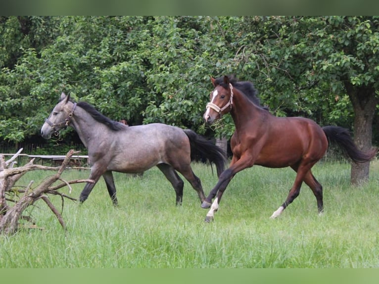 Westfaliano Castrone 3 Anni 170 cm Grigio trotinato in Wuppertal