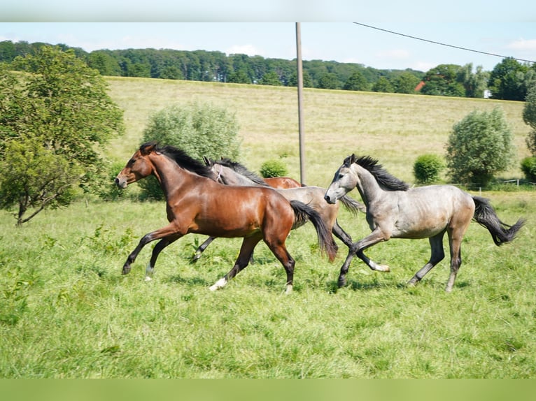 Westfaliano Castrone 3 Anni 170 cm Grigio trotinato in Wuppertal