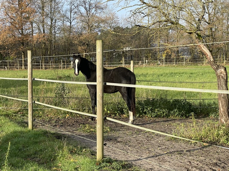 Westfaliano Castrone 3 Anni 170 cm Morello in Westerkappeln