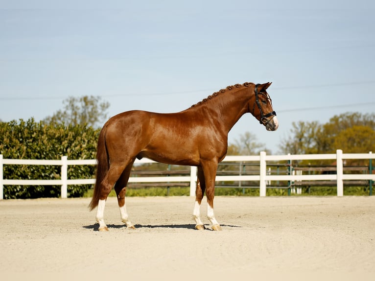 Westfaliano Castrone 3 Anni 170 cm Sauro in Vechta
