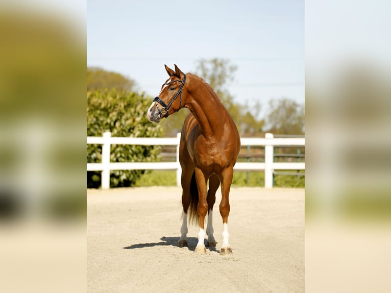 Westfaliano Castrone 3 Anni 170 cm Sauro in Vechta