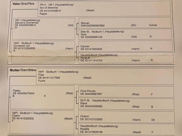 Westfaliano Castrone 3 Anni 170 cm Sauro in Nettersheim