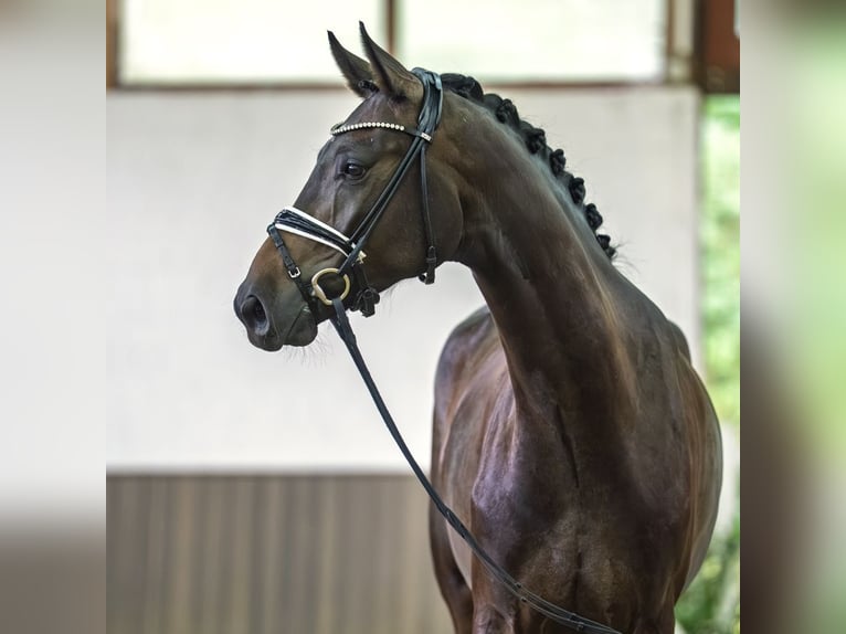 Westfaliano Castrone 3 Anni 171 cm Baio nero in Mnster-Handorf