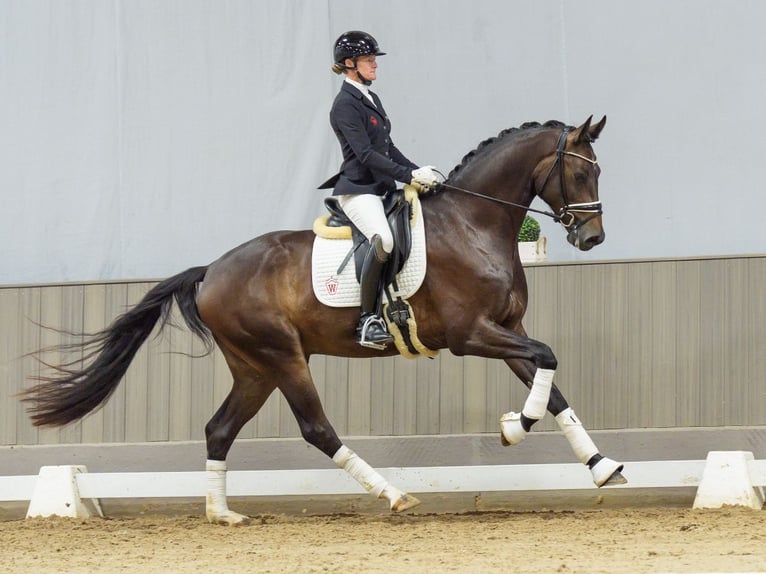 Westfaliano Castrone 3 Anni 171 cm Baio nero in Mnster-Handorf