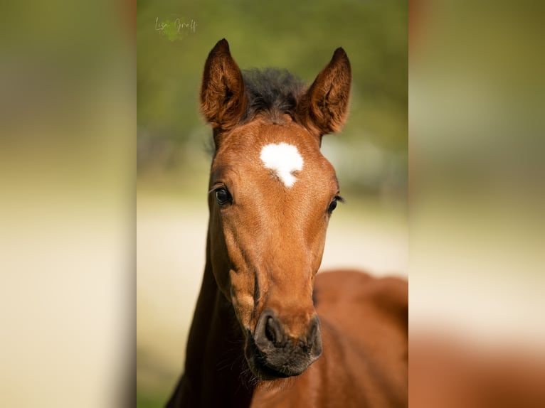 Westfaliano Castrone 3 Anni 172 cm Baio in Rohrlack