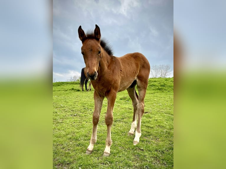 Westfaliano Castrone 3 Anni 172 cm Baio ciliegia in Remagen