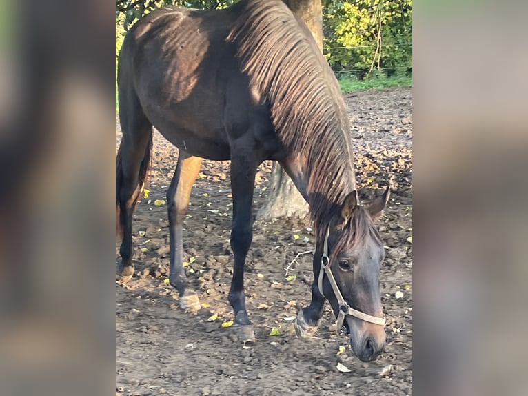 Westfaliano Castrone 3 Anni 172 cm Baio scuro in Osburg
