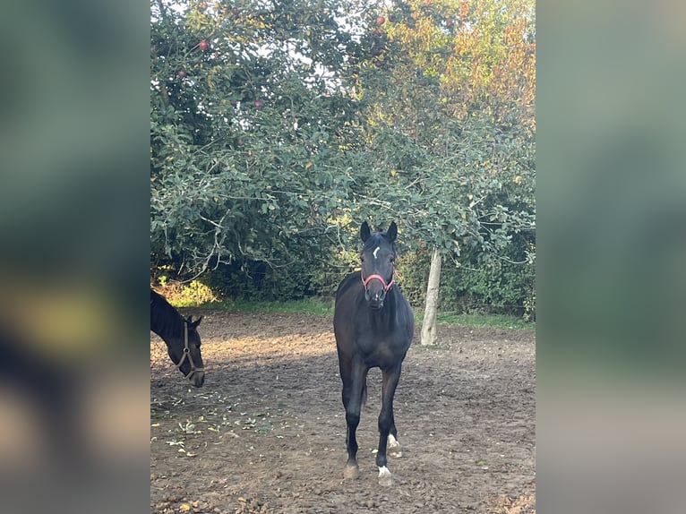 Westfaliano Castrone 3 Anni 172 cm Baio scuro in Osburg