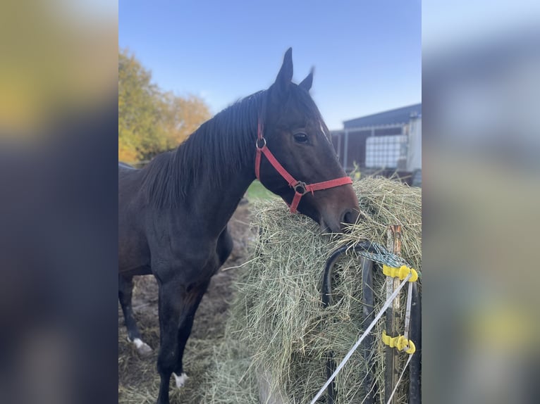 Westfaliano Castrone 3 Anni 172 cm Baio scuro in Osburg