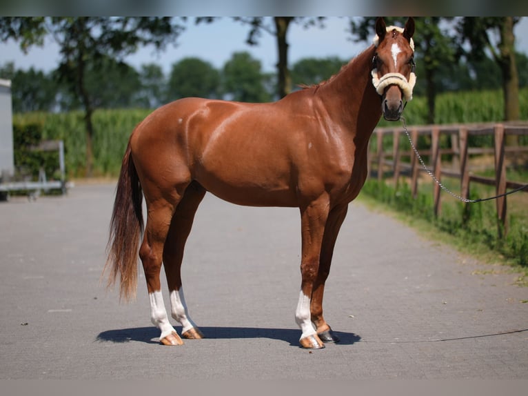 Westfaliano Castrone 3 Anni 172 cm Sauro in Stramproy