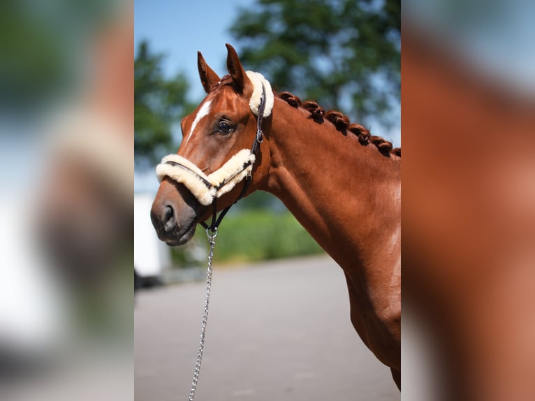 Westfaliano Castrone 3 Anni 172 cm Sauro in Stramproy