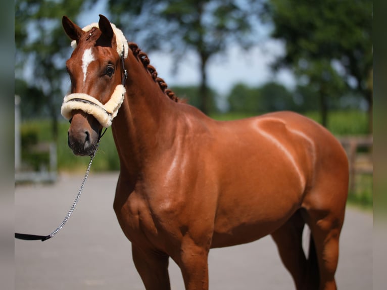 Westfaliano Castrone 3 Anni 172 cm Sauro in Stramproy