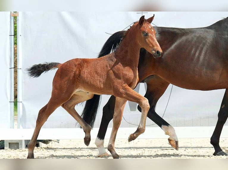 Westfaliano Castrone 3 Anni 173 cm Baio in Coesfeld